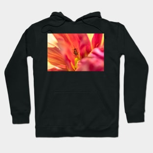 Spotted cucumber beetle on dahlia Hoodie